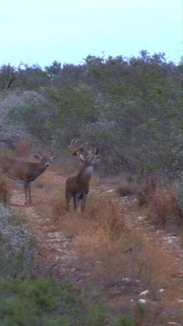 23 weeks until deer season.

That sounds like a long time until you realize this is when the work actually matters. Summer nutrition, herd health, and consistency now are what show up when fall gets here.

Keep quality feed in front of them, stay patient, and let the program work.

Fortifiedcottonseed.com 

#texasranches #hunting #herdhealth #summernutrition #deerseason #fortifiedcottonseed #wildlifemanagement