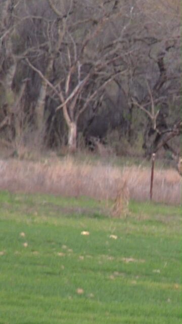Tag the hunting buddy who would shoot the tree 

Are you taking the shot? 

Fortifiedcottonseed.com 

#fortifiedcottonseed #feedfortified #whitetail #whitetailwednesday