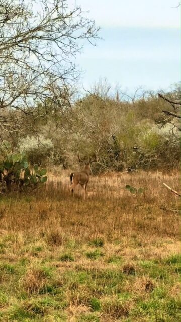 Whitetail Wednesday.

Every mature buck starts with the basics. Good habitat. Age. Genetics. And consistent nutrition.
Fortified Cottonseed was built to help support herd health year round with protein, energy, vitamins, and minerals all working together in one feed source. The goal isn’t just bigger antlers. It’s healthier deer from the ground up.

Keep them healthy. Let them get old. The rest tends to take care of itself.

Fortifiedcottonseed.com 

#feedfortified #whitetail #deer #fortifiedcottonseed